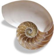 https://mysterybabalon.files.wordpress.com/2011/03/nautilus-shell-new.jpg